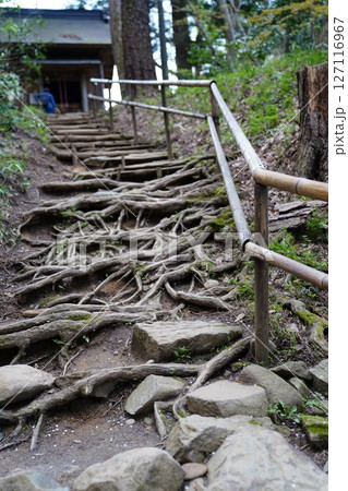 木の根が地表に出ている坂道、木の根道 木の根が地表に出ている坂道、木の根道 127116967