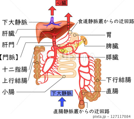 門脈　臓器　血管　イラスト　日本語 127117084
