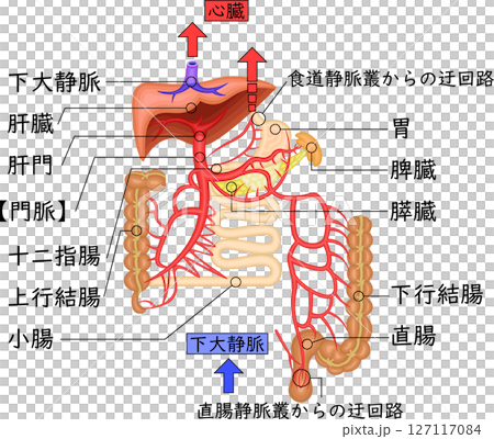 門靜脈、器官、血管、插圖、日語 127117084