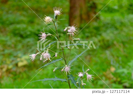 杉林に咲くアズマヤマアザミ　【相模原市津久井　10月】 127117114