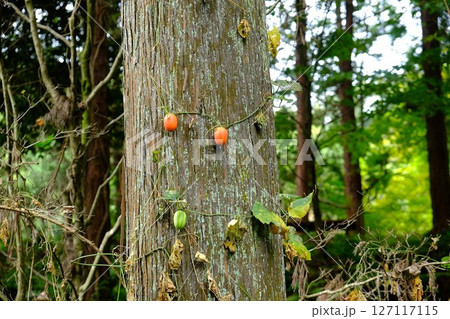 杉木立に絡むカラスウリの実 【相模原市津久井 10月】 杉木立に絡むカラスウリの実 【相模原市津久井 10月】 127117115