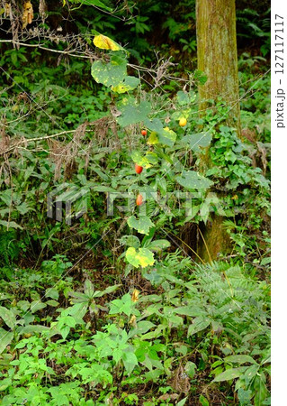 藪に絡むカラスウリ 【相模原市津久井 10月】 藪に絡むカラスウリ 【相模原市津久井 10月】 127117117