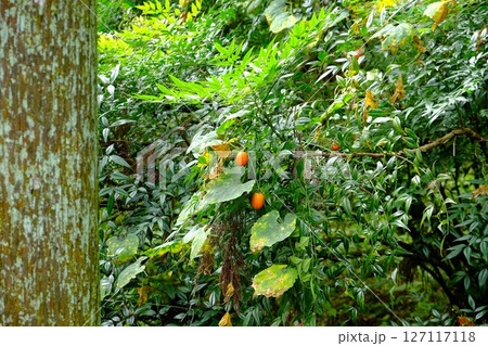 南天に絡むカラスウリ　【相模原市津久井　10月】 127117118