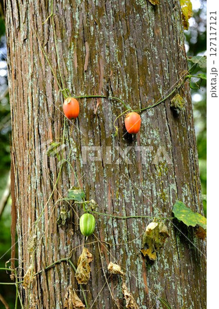 杉木立に絡むカラスウリの実 【相模原市津久井 10月】 杉木立に絡むカラスウリの実 【相模原市津久井 10月】 127117121