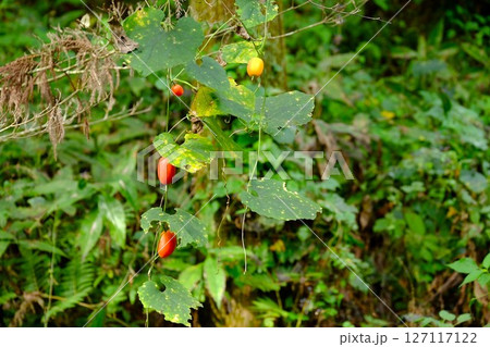 藪中のカラスウリ　【相模原市津久井　10月】 127117122