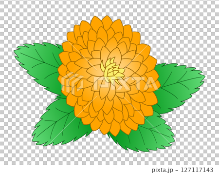 Dahlia flower 127117143