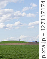 緑の麦畑と青空 127117174
