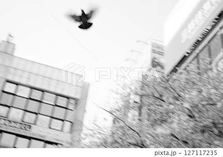 ビルの谷間から飛び立つブレている鳩 127117235