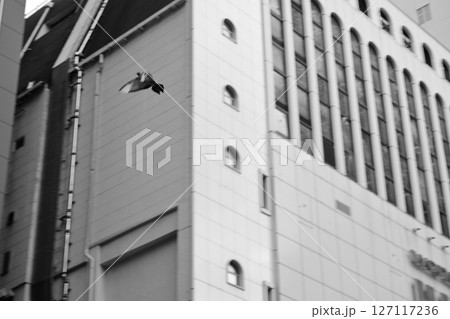 ビルを背景に飛ぶ印象的な鳥 127117236