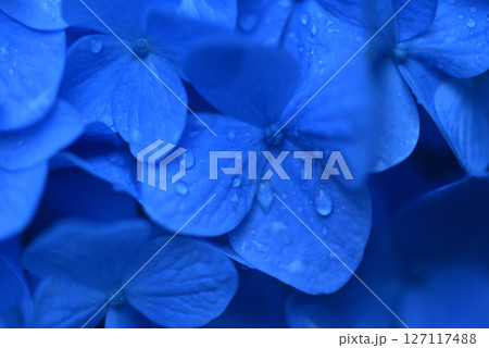 アジサイ　 127117488
