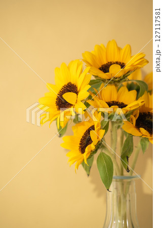 フレッシュなヒマワリと黄色い背景 フレッシュなヒマワリと黄色い背景 127117581
