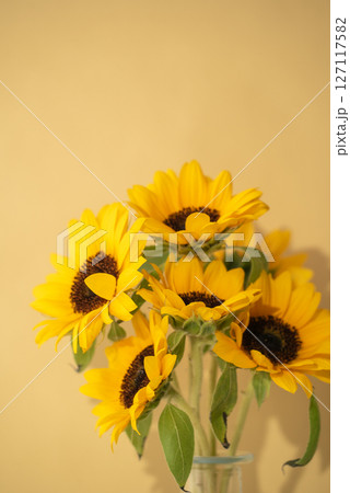 フレッシュなヒマワリと黄色い背景 フレッシュなヒマワリと黄色い背景 127117582