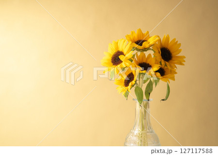 フレッシュなヒマワリと黄色い背景 127117588