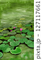 Lotus pond drawing watercolor 127117661