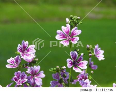 ヨーロッパ原産の多年草「ゼニアオイ（銭葵）」 127117730