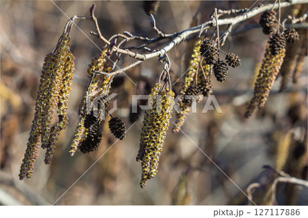 Common alder tree with characteristic cones growing near water in a natural landscape during the daytime Common alder tree with characteristic cones growing near water in a natural landscape during the daytime 127117886