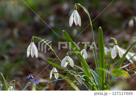 Beautiful snowdrop flowers bloom in the spring forest signaling the arrival of warmer weather and vibrant life in nature's renewal 127117889