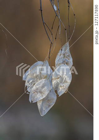 Lunaria redviviva seeds displayed in a forest with soft light highlighting their translucent features 127117890