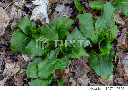 Discovering Arum maculatum in a woodland setting with glossy arrow-shaped leaves on a forest floor covered in dry autumn leaves 127117891