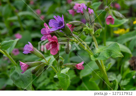 Pulmonaria officinalis lungwort medicinal plant thriving in a lush forest environment during springtime with vibrant colors Pulmonaria officinalis lungwort medicinal plant thriving in a lush forest environment during springtime with vibrant colors 127117912