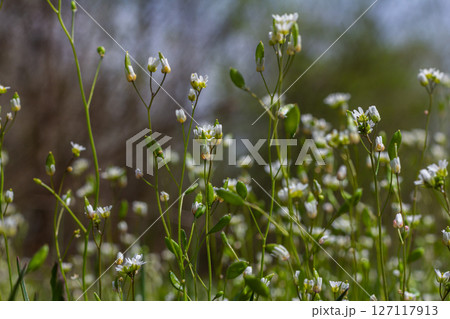 Spring Whitlowgrass blooms in a natural setting showcasing delicate white flowers and lush green leaves during a sunny day 127117913