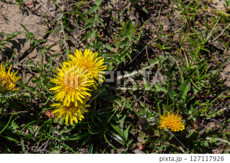 Bright yellow flowers of Common Dandelion bloom among green grass in a vibrant outdoor setting during springtime 127117926
