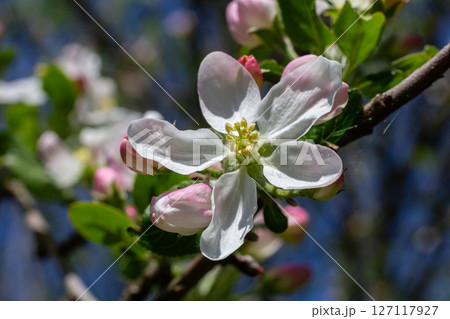 Blooming apple trees in a vibrant garden during spring showcasing delicate white petals and fresh green leaves under a clear blue sky 127117927