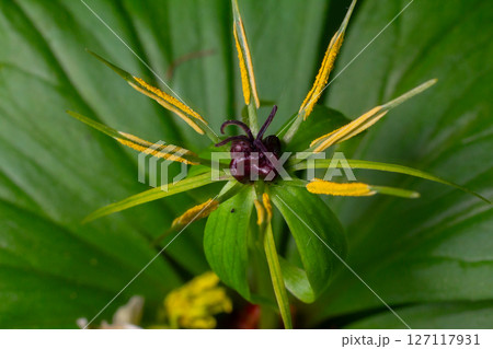 Discovering Paris quadrifolia a unique woodland plant with striking dark berries nestled among vibrant green foliage in a tranquil forest setting 127117931