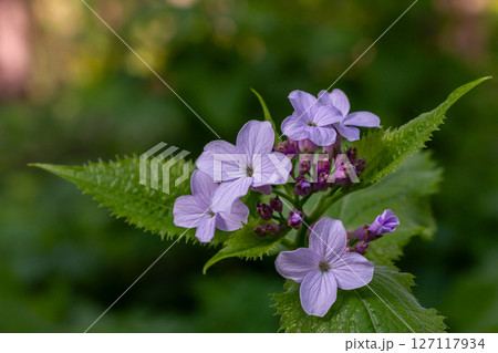 Lunaria rediviva flowers bloom gracefully in a lush forest showcasing their delicate purple hues during springtime Lunaria rediviva flowers bloom gracefully in a lush forest showcasing their delicate purple hues during springtime 127117934