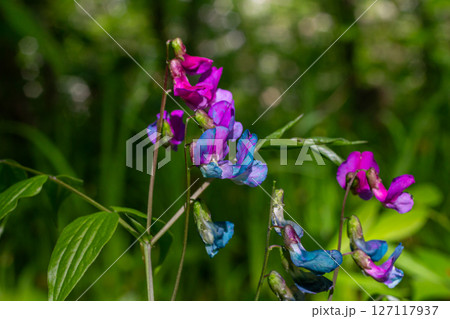 Brightly colored Lathyrus sylvestris flowers blooming in a lush green environment showcasing nature's beauty in springtime Brightly colored Lathyrus sylvestris flowers blooming in a lush green environment showcasing nature's beauty in springtime 127117937