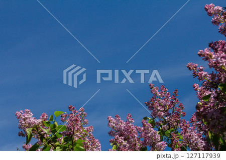 Fragrant purple flowers of Syringa vulgaris in sunlight under a clear blue sky 127117939