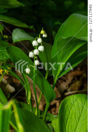 Lily of the valley blooms in a lush woodland environment during spring showcasing clusters of delicate white bells among vibrant green foliage 127117940