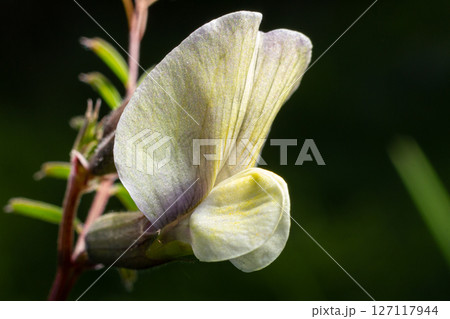 Common vetch blooms in a close-up view showing delicate butterfly-shaped flowers in a vibrant natural setting during spring 127117944