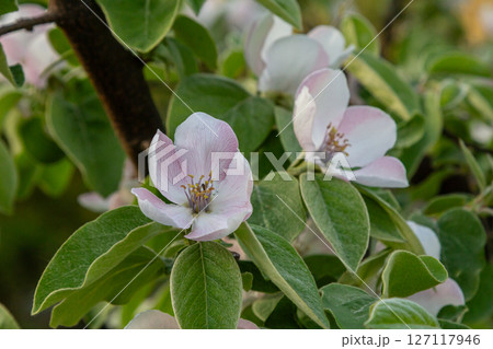 Blooming apple trees in a serene garden during springtime showcasing delicate white and pink flowers 127117946