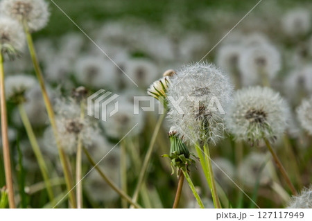 Common dandelion seed heads illuminated by sunlight amidst a lush green grassy field in springtime 127117949
