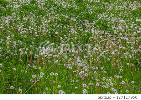 Field of common dandelion flowers Taraxacum officinale thriving amidst green grass on a sunny day 127117950