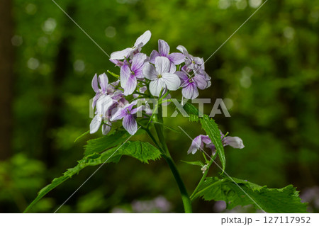 Lunaria rediviva blooms elegantly in a vibrant forest setting during springtime showcasing delicate purple and white flowers surrounded by lush greenery Lunaria rediviva blooms elegantly in a vibrant forest setting during springtime showcasing delicate purple and white flowers surrounded by lush greenery 127117952