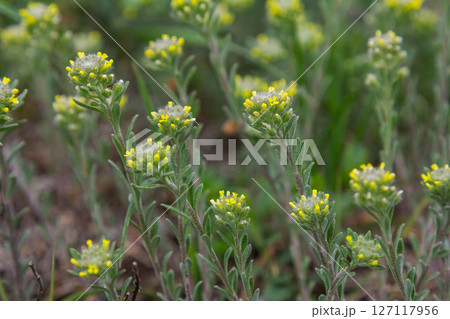 Pale Madwort blooms in a natural habitat showcasing delicate yellow flowers on slender green stems during springtime 127117956