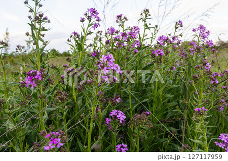 Hesperis matronalis blooms during springtime creating vibrant patches of fragrant lilac-pink flowers in a lush green landscape 127117959