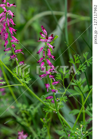 Common fumitory displaying vibrant purplish-pink flowers thriving among green foliage in a natural environment during springtime 127117962