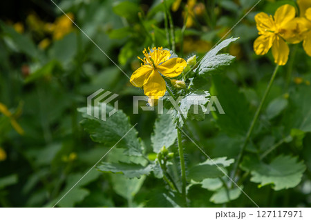 Bright yellow flowers of Chelidonium majus bloom among lush green leaves in a natural setting during a sunny day 127117971