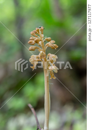 Discovering Neottia nidus-avis the unique Bird's-nest Orchid in its natural woodland habitat showcasing non-photosynthetic growth and unusual floral structure 127117977