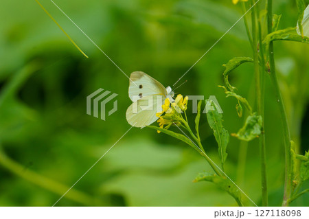 草の葉にとまるモンシロチョウ 127118098