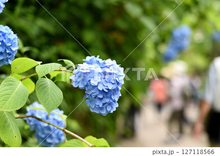 あじさい 127118566