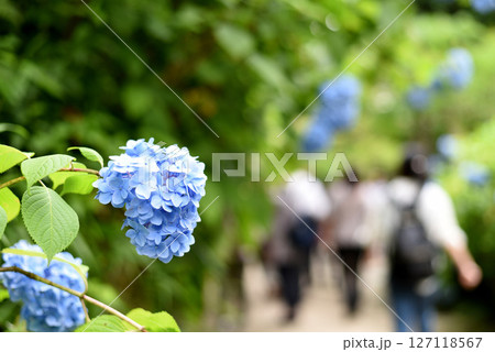あじさい 127118567