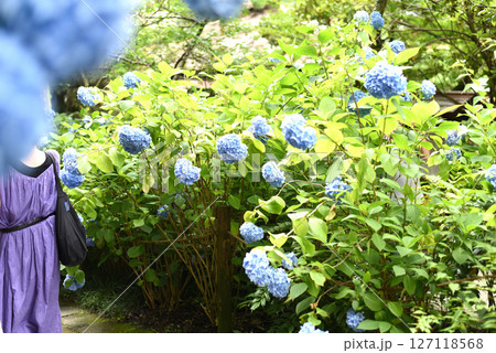 あじさい 127118568