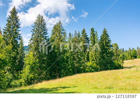 fir trees on the grassy slope of borzhava ridge. sunny day. beautiful landscape of carpathian mountains in summer. idyllic clouds fir trees on the grassy slope of borzhava ridge. sunny day. beautiful landscape of carpathian mountains in summer. idyllic clouds 127118597