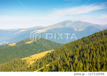 travel background of carpathian mountain landscape in summer. coniferous forest on the hillside in morning light. green hills of svydovets ridge in the distance. blue sky with fluffy clouds travel background of carpathian mountain landscape in summer. coniferous forest on the hillside in morning light. green hills of svydovets ridge in the distance. blue sky with fluffy clouds 127118599