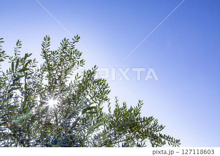 オリーブ 127118603