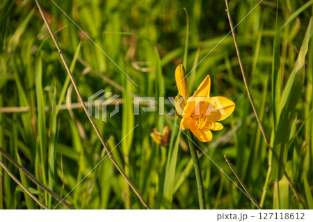 夏の湿原に咲く黄色い満開の花 127118612